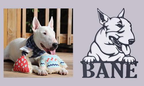Bull-Terrier-Before-And-After